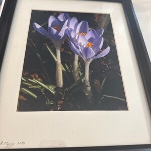R Mazza signed Purple Crocus flower photograph 2008 nature art